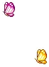 butterflies