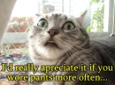  wear pants