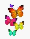 Different Colored Buttterflies
