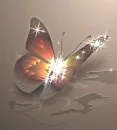 Fly