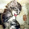 cute kitty