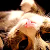 cute cat