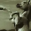 wild horse