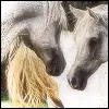 horses