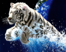 Tiger in Water