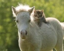 cat and pony