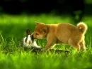 cute =3