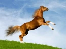 strength of horse