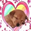 puppy;]