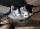cats