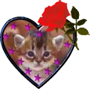 Heart cat with rose