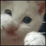 Punching kitty