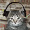 Dancing Kitty