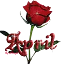 red rose april