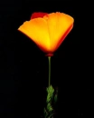 ca poppy