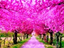 Pink Path