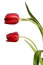 tulip flower