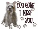 DOG GONE I MISS YOU
