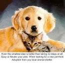 animals