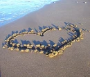 hesrt in the sand