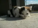 my dead cat teaf <3<3
