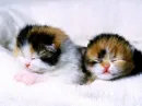 cute kitten