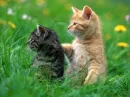 kitten 