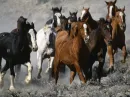 running horses