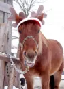 pony