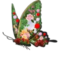 butterfly