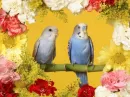 Love Birds