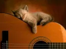 Sleepy kitten