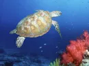 Sea Turtle
