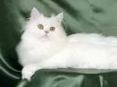 White Cat