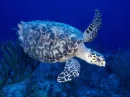 Sea Turtle 3
