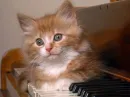 Kitten on Piano 2