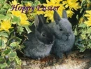Hoppity Easter