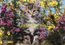 Good Morning kitten