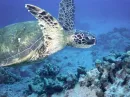 Sea Turtle 4