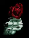 Red rose