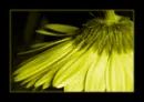 rainbow flower