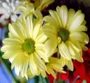 Yellow Daisies