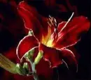 Red Flower