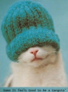 gangsta kitty