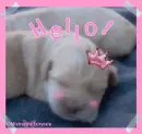 hello