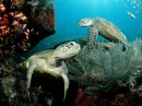 Sea Turtles 5
