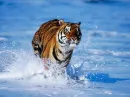 Tiger on the Beach