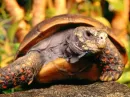 Mr. Turtle