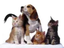 cat and dog