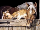 cute horse and cat